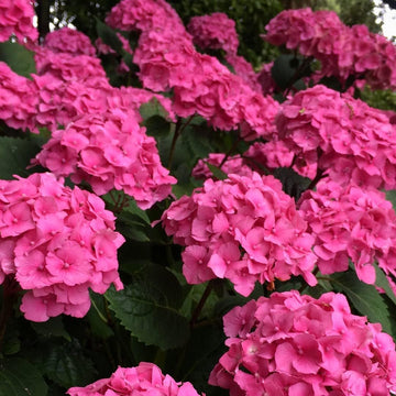 Thick Pink Hydrangea Flower seeds for Planting - Premium Quality, Heirloom & GMO Free Seeds for Home Garden
 
 Sale for planting in home garden