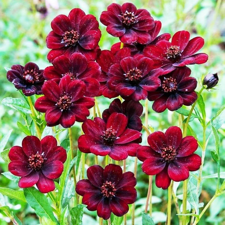 Chocolate Perennial Flower seeds for Planting Drought Tolerant Heirloom & GMO Free Seeds for Home Garden