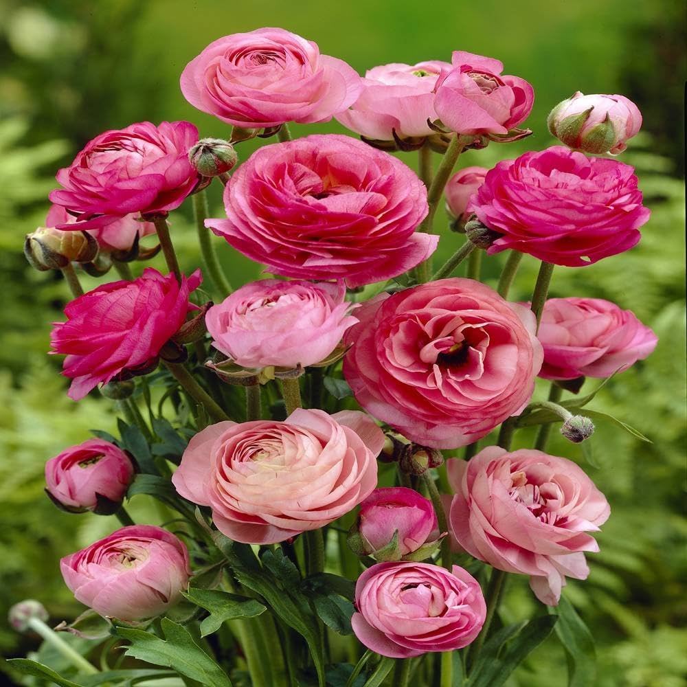 Ranunculus Baby Pink Flower seeds for Planting - Garden Favorite, Heirloom & GMO Free Seeds for Home Garden