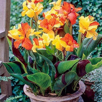 Vibrant Canna flowers with lush green foliage in a garden
