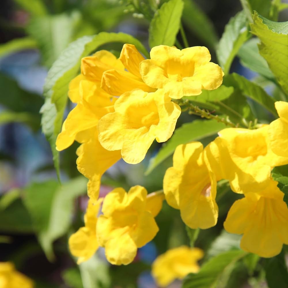 Tecoma Flower seeds for Planting - Long Bloom Season, Heirloom & GMO Free Seeds for Home Garden
 
 Sale seeds for planting in home garden