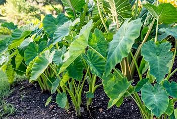 Elephant Ear foliage growing in an outdoor garden display