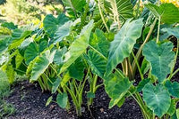 Elephant Ear foliage growing in an outdoor garden display