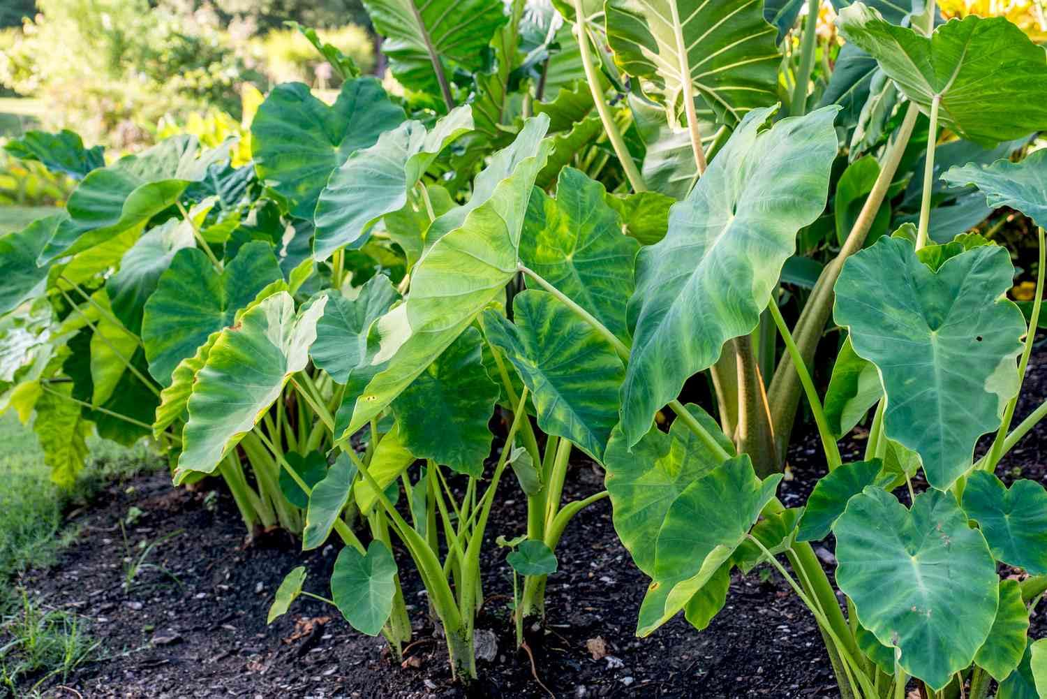 Mixed Elephant Ear bulbs for outdoor garden planting