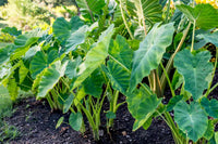 Mixed Elephant Ear bulbs for outdoor garden planting