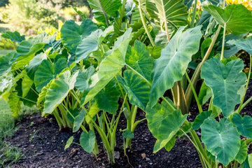 Mixed Elephant Ear bulbs for outdoor garden planting