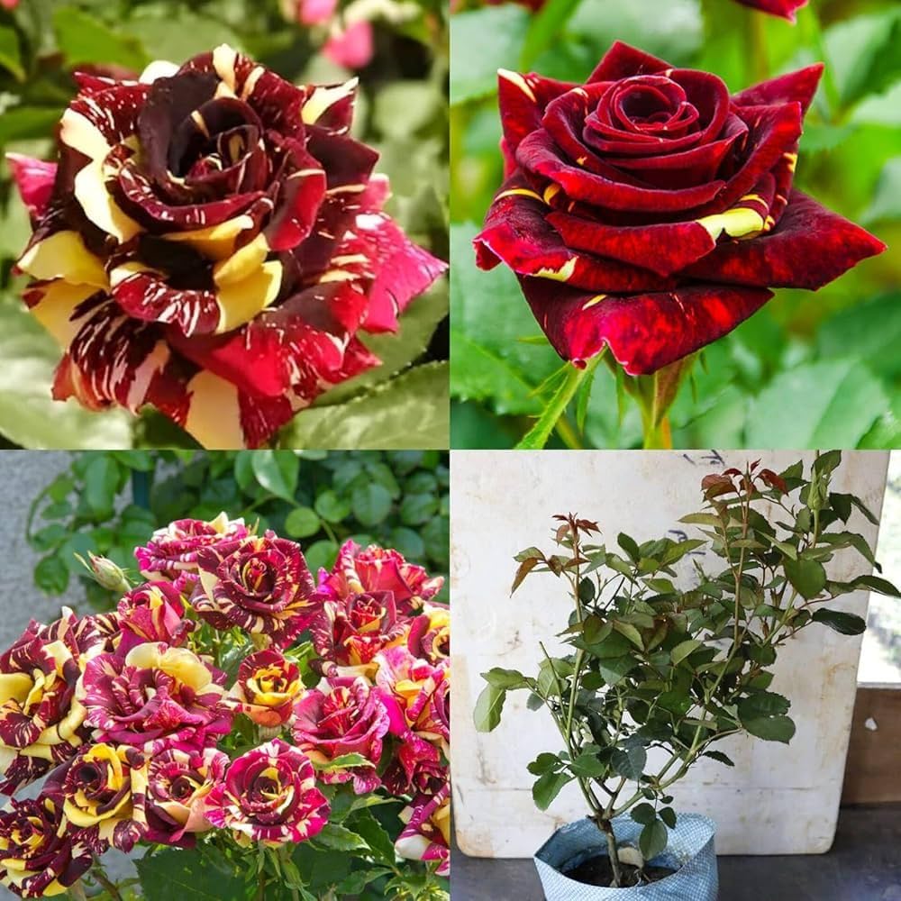 Colorful perennial rose flowers creating a garden display