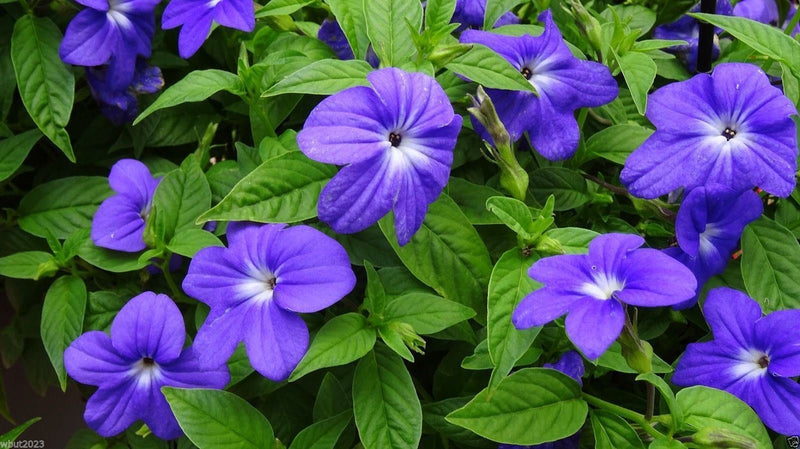 Browallia Flower seeds for Planting Shade Tolerant Heirloom & GMO Free Seeds for Home Garden