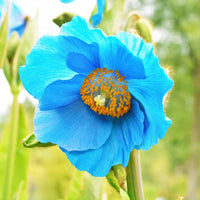 Vivid blue Himalayan poppy flowers growing in a shaded garden border