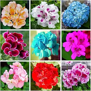 100 Pcs