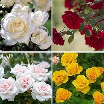Rose Color Germany Rose Flower Seeds for Planting Perfect for Borders Heirloom & GMO Free Seeds for Home Garden
 
 Sale