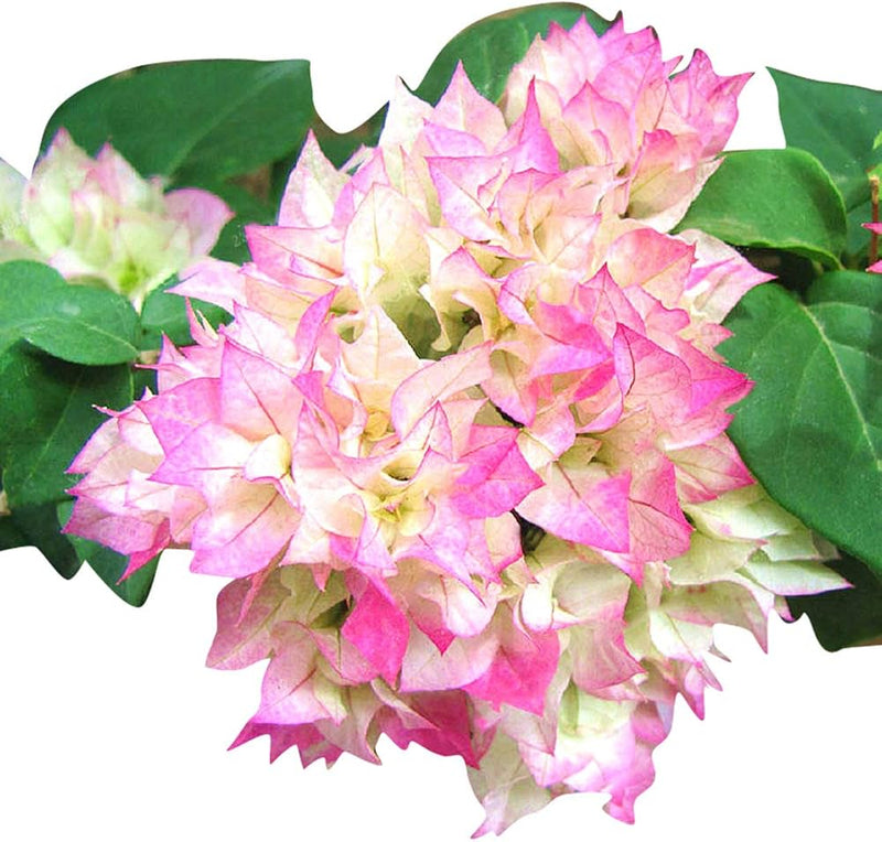Climbing Bougainvillea Flower seeds for Planting - Low Maintenance, Heirloom & GMO Free Seeds for Home Garden
 
 Sale for planting in home garden.