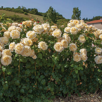 Moonlight Rose Flower seeds for Planting - Pollinator Friendly, Heirloom & GMO Free Seeds for Home Garden
 
 Sale for planting in home garden.
