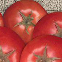 Bella Rosa Vffna Tomato Solanum lycopersicum Seeds for Planting in Vegetable Patch