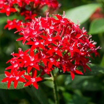 Red Pentas Flower seeds for Planting - Perfect for Borders, Heirloom & GMO Free Seeds for Home Garden