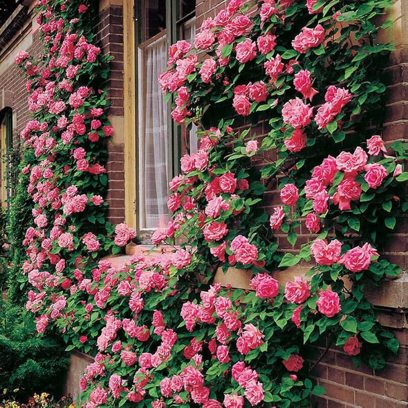 Light Pink Climbing Rose Seeds Flower seeds for Planting Fragrant Blossoms Heirloom & GMO Free Seeds for Home Garden