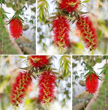 Red Bottlebrush Tree Seeds for Planting  Add Vibrant Color to Your Garden