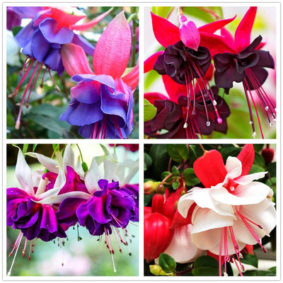 100 Pcs