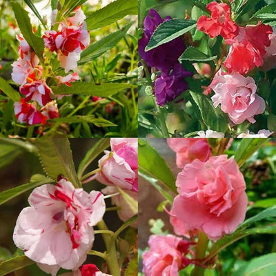 100 Pcs