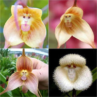 Monkey Orchid Seeds for Planting  Unique Mixed Collection