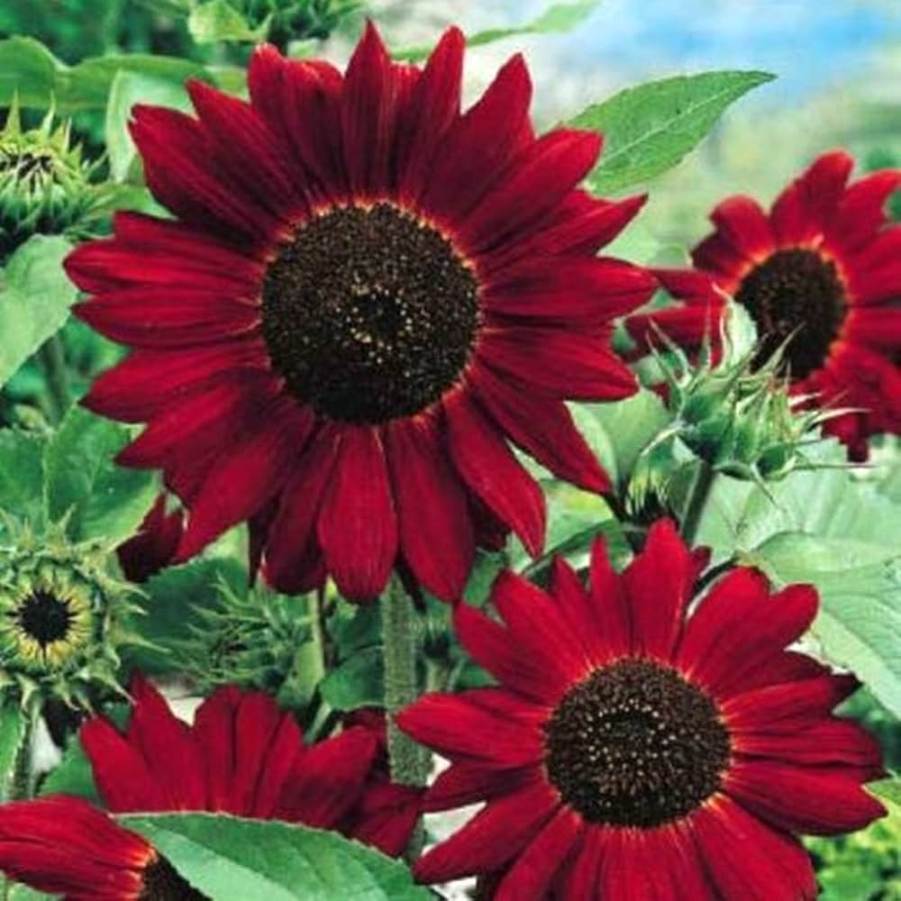Sunflower Red Sun Seeds for Stunning Red-Orange Blooms