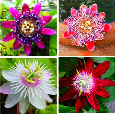 100 Pcs