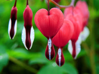Red Bleeding Heart Planting Seeds  Perennial Flower Seeds for Spring & Fall