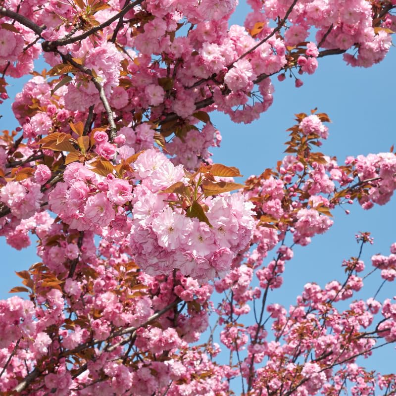 Japanese Cherry Blossom Prunus serrulata Flower Seeds for Planting in Garden