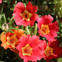 Pink Calandrinia Umbellata Flower seeds for Planting Cut Flower Favorite Heirloom & GMO Free Seeds for Home Garden