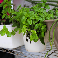 Mojito Mint Herb Seeds | Fragrant Perennial Variety for Home Herb Gardens