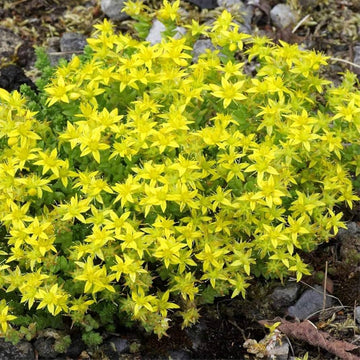 Yellow Stonecrop Flower seeds for Planting - Garden Favorite, Heirloom & GMO Free Seeds for Home Garden
 
 Sale