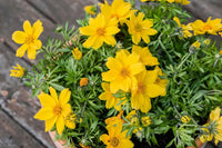 Bidens Golden Star Flower Seeds for Planting