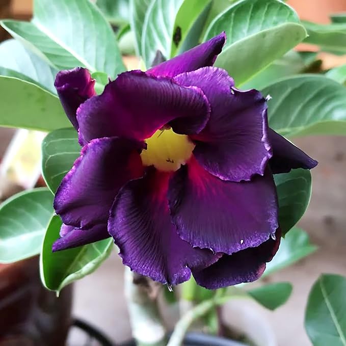 Purple Adenium Obesum Flower seeds for Planting - Vibrant Colors, Heirloom & GMO Free Seeds for Home Garden