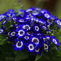 Blue Cineraria Seeds - Ideal for Planting