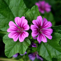 Heirloom Mallow Flower seeds for Planting Cottage Garden Essential Heirloom & GMO Free Seeds for Home Garden