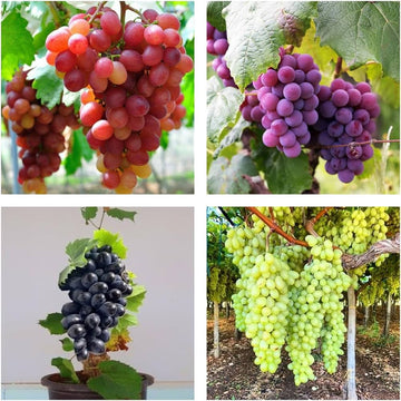 Mixed Grape vines growing with green leaves in a home garden setting.

