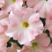Pelleted Appleblossom Dreams Petunia Seeds