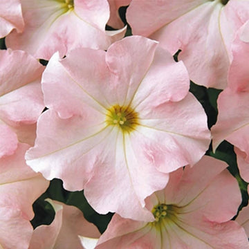 Pelleted Appleblossom Dreams Petunia Seeds