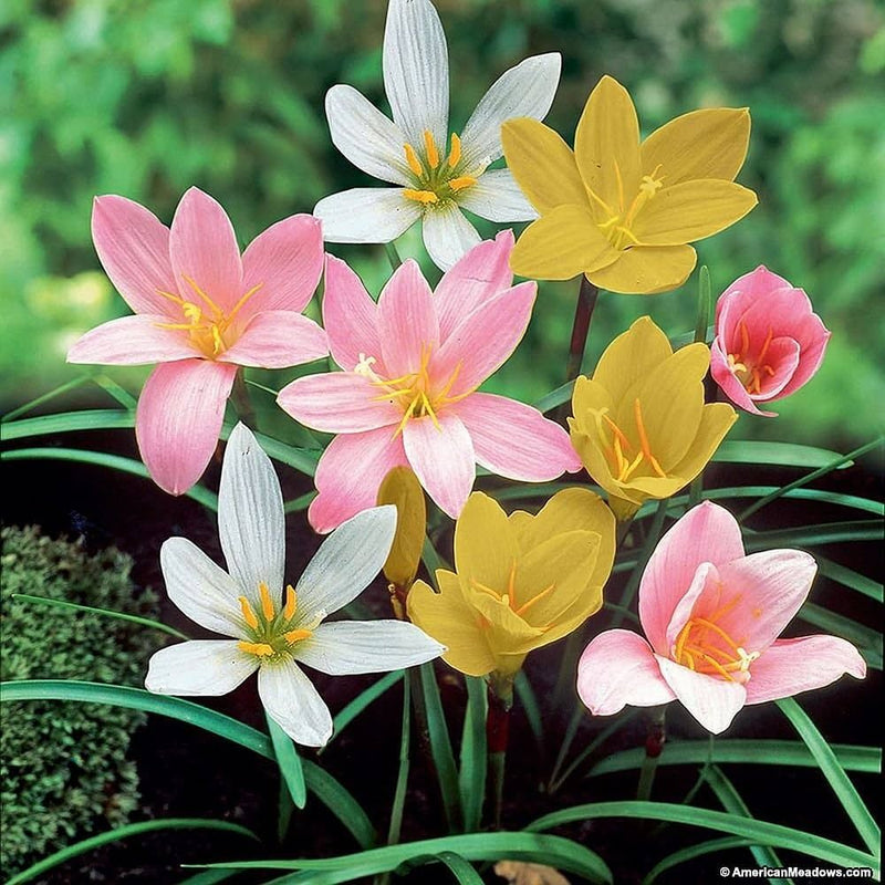 Mixed Rain Lily Seeds for Planting