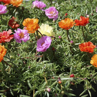 White Pink Moss Rose Flower seeds for Planting - Perfect for Borders, Heirloom & GMO Free Seeds for Home Garden
 
 Sale