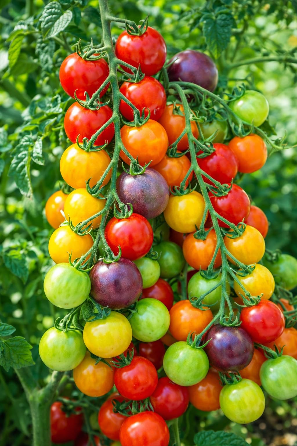 Indeterminate rainbow tomato seeds growing into a diverse assortment of tomatoes.