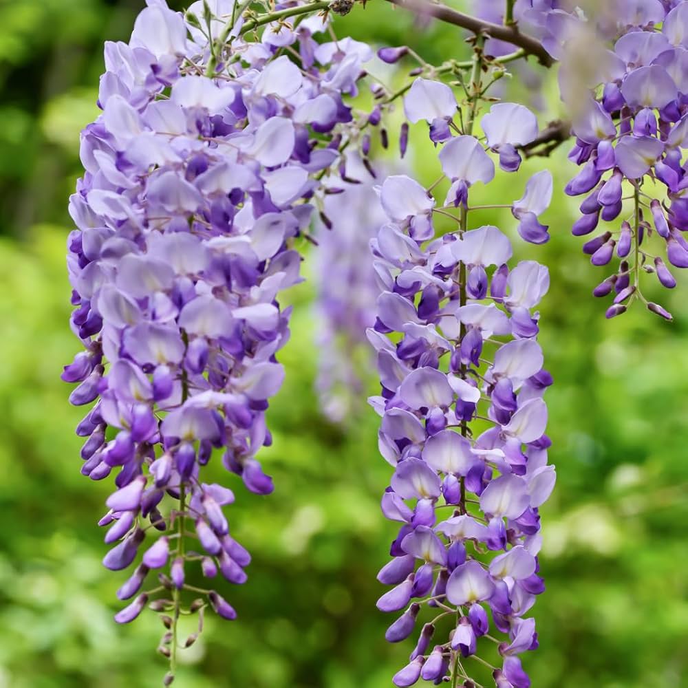 Wisteria Flower seeds for Planting - Drought Tolerant, Heirloom & GMO Free Seeds for Home Garden