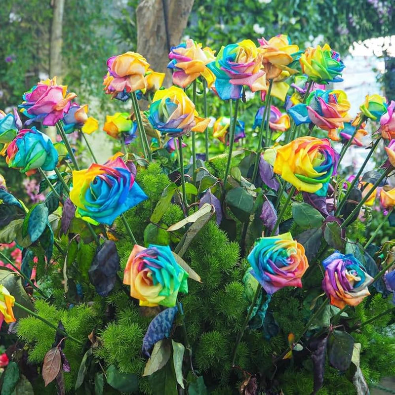 Exotic multicolor ornamental roses blooming in a home garden