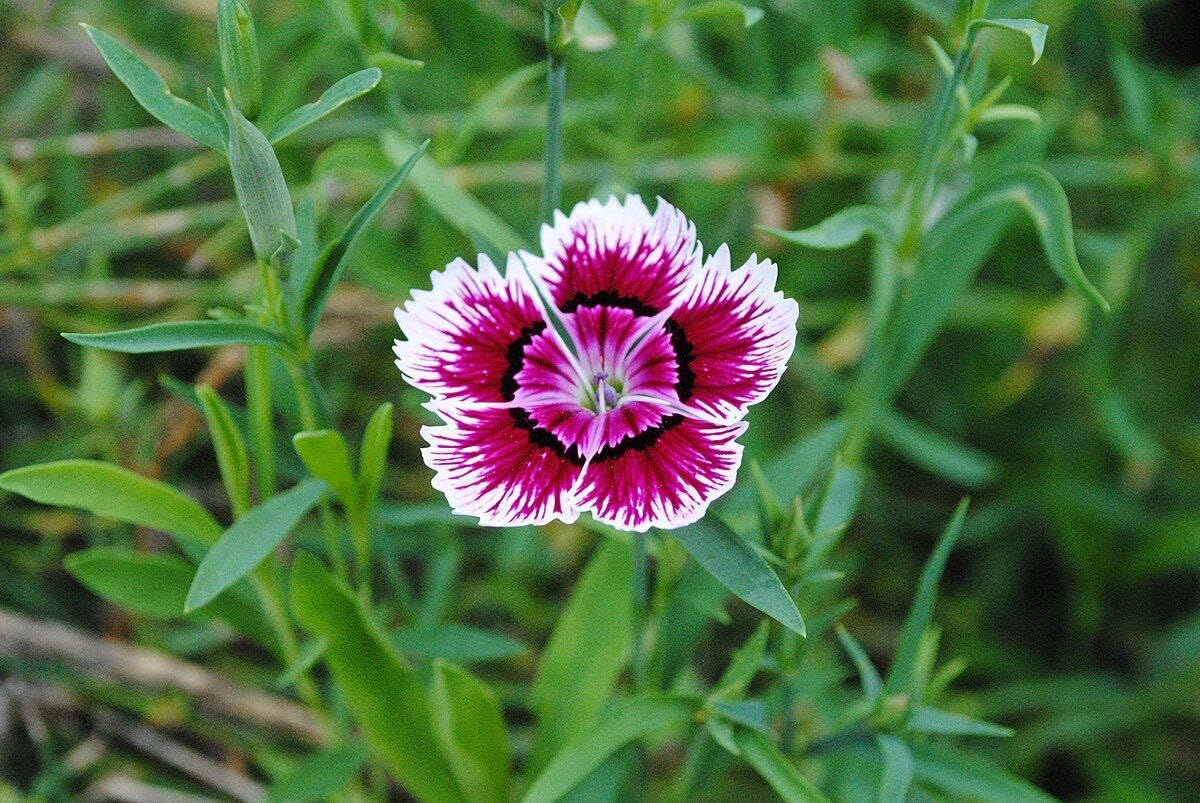 Dianthus Velvet N Lace Seeds for Planting Dianthus Barbatus flower bed cottage garden