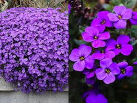 Purple Rock Cress Flower seeds for Planting - Drought Tolerant, Heirloom & GMO Free Seeds for Home Garden
