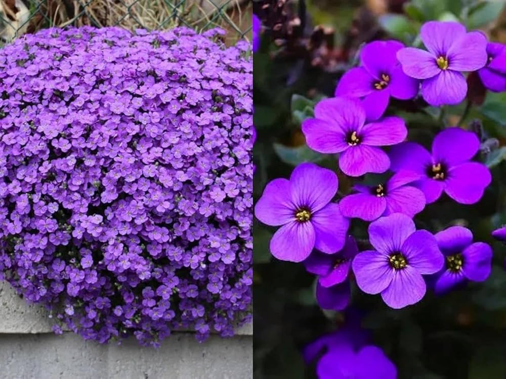 Mixed Aubrieta Hybrida Seeds for Planting - Vibrant Ground Cover Flowers