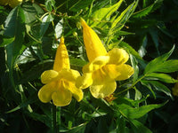 Rapeseed Brassica napus Flower Seeds for Planting