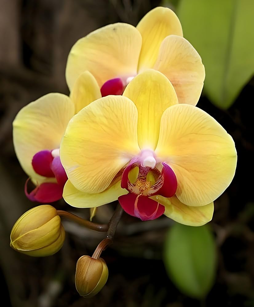 Yellow Orchid Formaldehyde Flower seeds for Planting - Low Maintenance, Heirloom & GMO Free Seeds for Home Garden