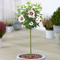 Rose von Sharon Hibiscus for planting in flower bed