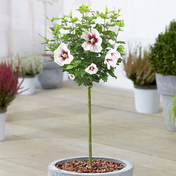 Rose von Sharon Hibiscus for planting in flower bed